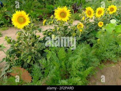 Sonnenblumen im Gemüsegarten, Karotte 'Treenetaler' (Daucus carota) Stockfoto