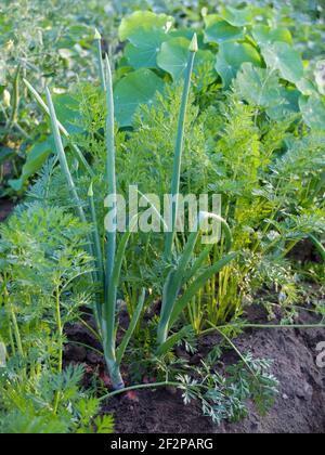 Mischkultur im Garten: Karotte (Daucus carota) und Zwiebel (Allium cepa) Stockfoto