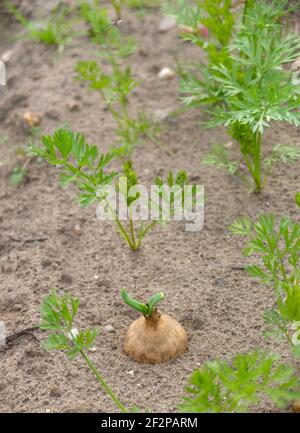 Mischkultur im Garten: Karotte (Daucus carota) und Zwiebel (Allium cepa) Stockfoto