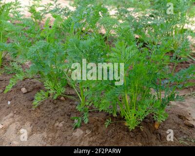 Karotte 'Treenetaler' (Daucus carota) im Bett Stockfoto