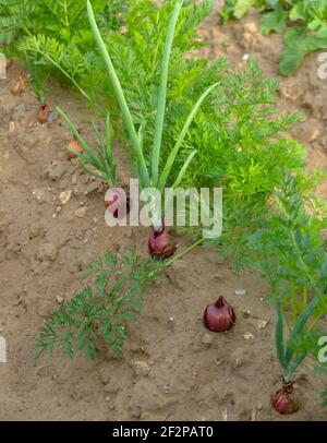 Mischkultur im Garten: Karotte 'Treenetaler' (Daucus carota) und Zwiebel 'Redlander' (Allium cepa) Stockfoto