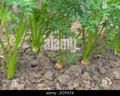 Karotte 'Treenetaler' (Daucus carota) im Bett Stockfoto