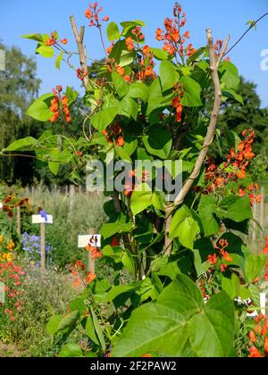 Feuerbohne 'Scarlet Emperor' (Phaseolus coccineus) in Blüte Stockfoto