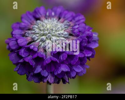 Hammamelis mollis Jermyns Gold, common;y known as Witch hazel Stockfoto