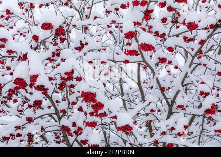 Früchte von Rowan oder Bergasche (Sorbus aucuparia) nach Schneefall, Dolomiten, Belluno, Venetien, Italien Stockfoto