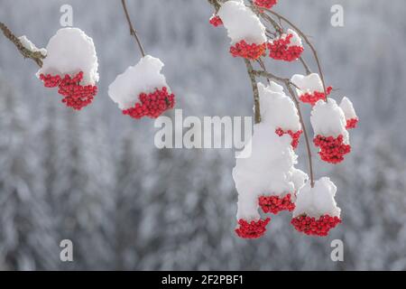 Früchte von Rowan oder Bergasche (Sorbus aucuparia) nach Schneefall, Dolomiten, Belluno, Venetien, Italien Stockfoto