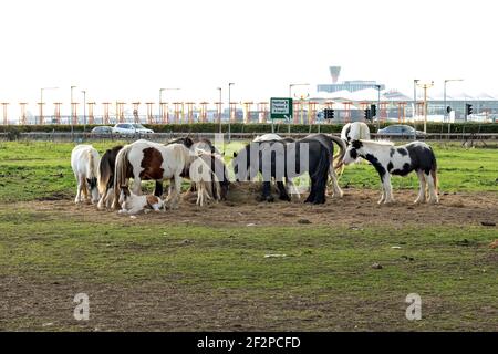 Heathrow Airport, London, UK, September 2020 - Pferde grasen am Ende der Start- und Landebahn in Heathrow auf einem Feld. Stockfoto