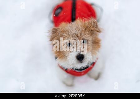 Ein kleiner Hund (Jack Russell Terrier) sitzt im Schnee. Stockfoto