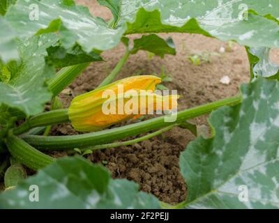 Zucchini (Cucurbita pepo var. Giromontiina) mit gelben Blüten Stockfoto