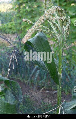 Süßer Mais 'Sextet' (Zea mays Saccharata Gruppe), schützen Sie das Cob mit einem Netz vor Vogelschäden Stockfoto