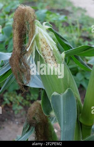 Süßer Mais 'Sextet' (Zea mays Saccharata Gruppe), Schadensmuster, die Cobs sind sehr beliebt bei verschiedenen Vogelarten Stockfoto