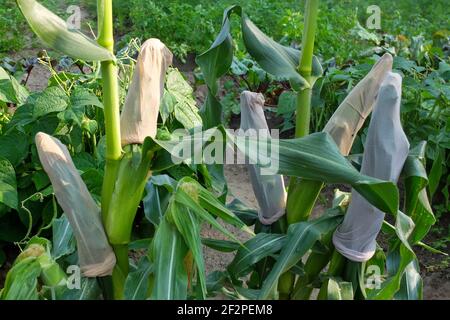 Süßer Mais 'sextet' (Zea mays saccharata Gruppe), ziehen Socken über die Kolben, um sie vor Vogelschäden zu schützen Stockfoto