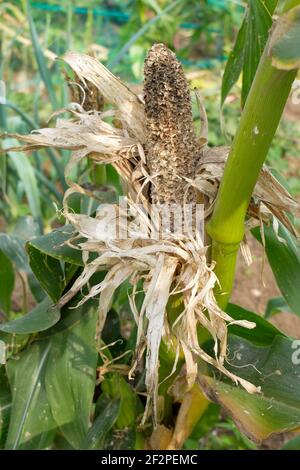 Süßer Mais 'Sextet' (Zea mays Saccharata Gruppe), Schadensmuster, die Cobs sind sehr beliebt bei verschiedenen Vogelarten Stockfoto