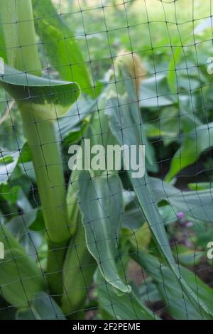 Süßer Mais 'Sextet' (Zea mays Saccharata Gruppe), schützen Sie das Cob mit einem Netz vor Vogelschäden Stockfoto