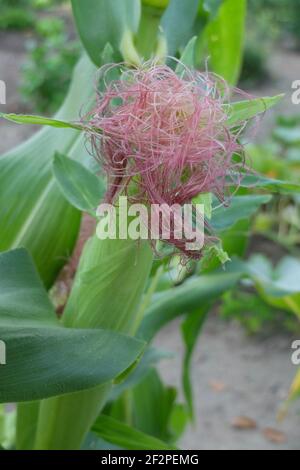 Süßer Mais 'Sextet' (Zea mays saccharata Gruppe), weibliche Blüte Stockfoto