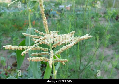 Süßer Mais 'Sextet' (Zea mays saccharata Gruppe), männliche Blume Stockfoto