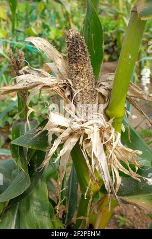 Süßer Mais 'Sextet' (Zea mays Saccharata Gruppe), Schadensmuster, die Cobs sind sehr beliebt bei verschiedenen Vogelarten Stockfoto