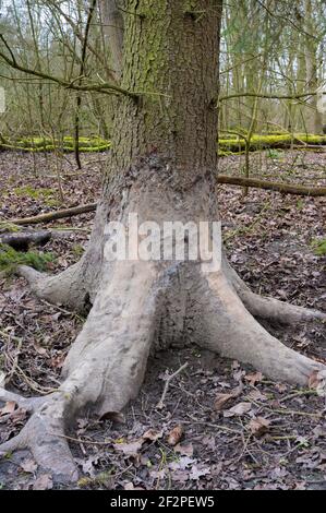 Malbaum, Baum, den Wildschweine nach einem Schlammbad abkratzen und abkratzen, Hessen, Deutschland Stockfoto