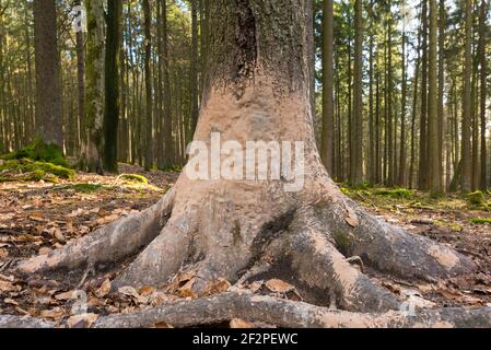 Malbaum, Baum, den Wildschweine nach einem Schlammbad abkratzen und abkratzen, Hessen, Deutschland Stockfoto