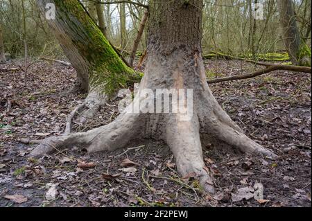 Malbaum, Baum, den Wildschweine nach einem Schlammbad abkratzen und abkratzen, Hessen, Deutschland Stockfoto