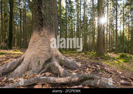 Malbaum, Baum, an dem Wildschweine nach einem Schlammbad reiben und sich kratzen, Spessart, Hessen, Deutschland Stockfoto