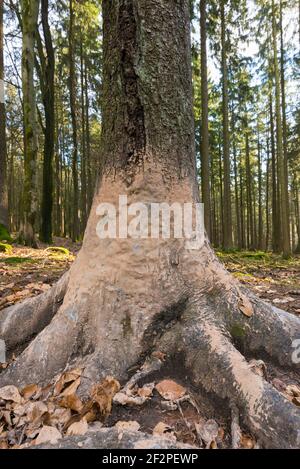 Malbaum, Baum, den Wildschweine nach einem Schlammbad abkratzen und abkratzen, Hessen, Deutschland Stockfoto