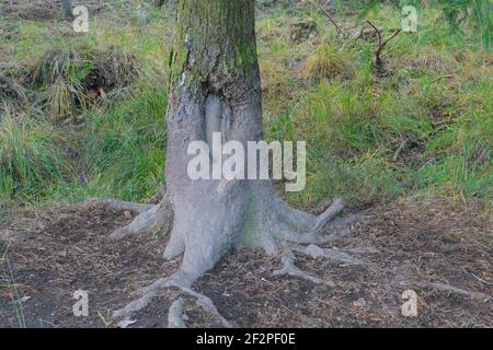 Malbaum, Baum, den Wildschweine nach einem Schlammbad abkratzen und abkratzen, Hessen, Deutschland Stockfoto