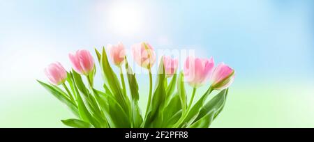 Tulpen gegen einen blauen Himmel im Frühling Stockfoto