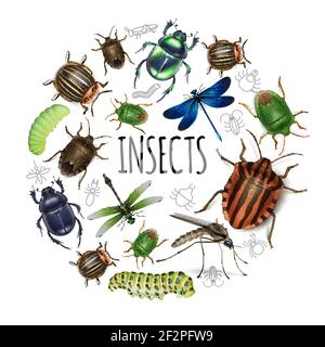 Realistische Insekten rund Konzept mit Raupen Libellen Gnats scarabab colorado Kartoffel und Mistkäfer isoliert Vektor-Illustration Stock Vektor