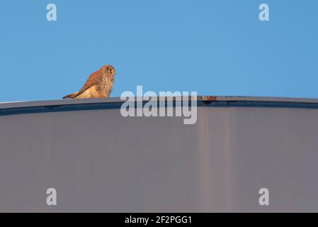 Ein junger Turmfalke (Falco tinnunculus) sitzt auf einer Brücke. Stockfoto