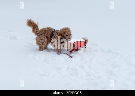 Zwei kleine Hunde spielen im Schnee Stockfoto