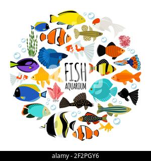 Flaches Aquarium Fische rund Konzept mit buntem Salzwasser und Süßwasser Fische Wasserblasen Korallen isoliert Vektor-Illustration Stock Vektor