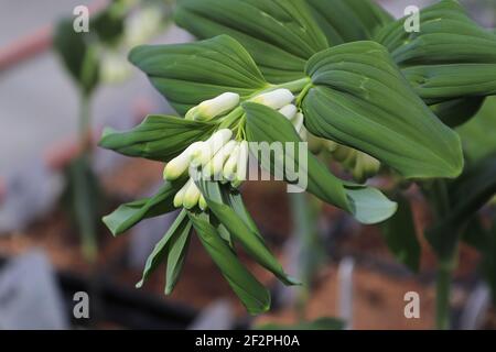 Draufsicht auf solomons Robbe Blütenknospen Stockfoto