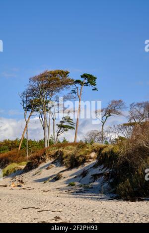 Leichte Stimmung im Darßer Dschungel und am Darßer Weststrand, Nationalpark Vorpommersche Boddenlandschaft, Mecklenburg-Vorpommern, Deutschland Stockfoto