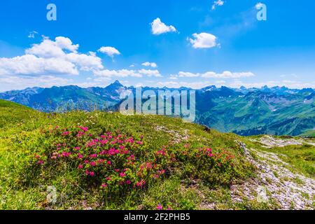 Alpenrosenblüte, Rhododendron, Koblat-Höhenweg am Nebelhorn, dahinter der Hochvogel, 2592m, Allgäuer Alpen, Allgäu, Bayern, Deutschland, Europa Stockfoto