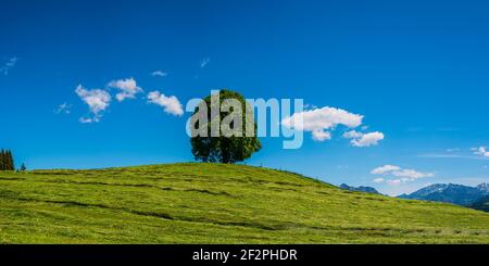 Friedenslinde (Tilia) auf der Wittelsbacher Höhe, 881m, Illertal, Allgäu, Bayern, Deutschland, Europa Stockfoto