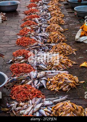 Große Vielfalt an frischem Fisch gestapelt zusammen an einem der Der älteste Fischmarkt in Mumbai heißt Bhaucha Dhakka Stockfoto