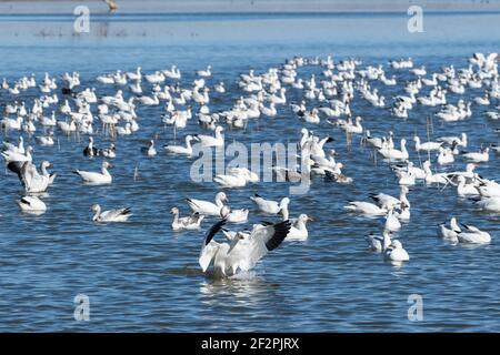 Eine Schneegans, die auf einem Teich im Bosque del Apache National Wildlife Refuge in New Mexico landet. Stockfoto