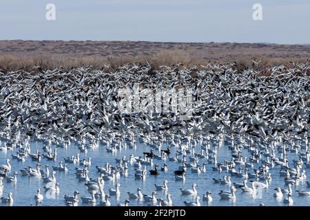 Tausende von Schneegänsen heben sich sofort ab, wenn sie bedroht oder gestartet werden. Bosque del Apache National Wildlife Refuge, New Mexico. Stockfoto