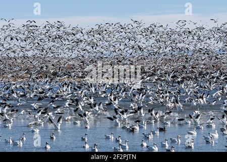 Tausende von Schneegänsen heben sich sofort ab, wenn sie bedroht oder gestartet werden. Bosque del Apache National Wildlife Refuge, New Mexico. Stockfoto