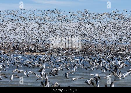 Tausende von Schneegänsen heben sich sofort ab, wenn sie bedroht oder gestartet werden. Bosque del Apache National Wildlife Refuge, New Mexico. Stockfoto