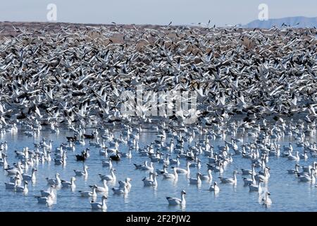 Tausende von Schneegänsen heben sich sofort ab, wenn sie bedroht oder gestartet werden. Bosque del Apache National Wildlife Refuge, New Mexico. Stockfoto