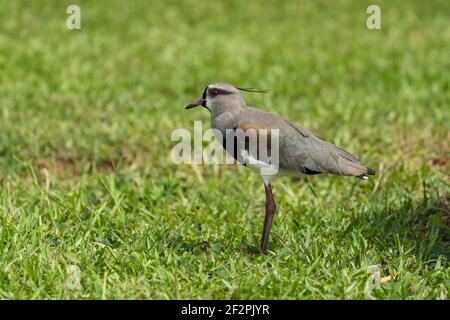 Der südliche Kiebitz (Vanellus chilensis) ist ein Watvogel und ein häufiger und weit verbreiteter Bewohner in ganz Südamerika. Fotografiert hier in IGU Stockfoto