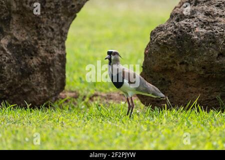 Der südliche Kiebitz (Vanellus chilensis) ist ein Watvogel und ein häufiger und weit verbreiteter Bewohner in ganz Südamerika. Fotografiert hier in IGU Stockfoto