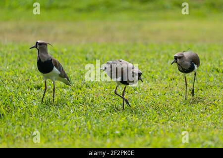 Der südliche Kiebitz (Vanellus chilensis) ist ein Watvogel und ein häufiger und weit verbreiteter Bewohner in ganz Südamerika. Fotografiert hier in IGU Stockfoto