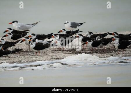 Schwarze Abschäumer - Rynchops niger, gemischt mit Königlichen Ternen und Lachmöwen im Biosphärenreservat Ria Lagartos, einem UNESCO-Weltbiosphärenreservat in Stockfoto