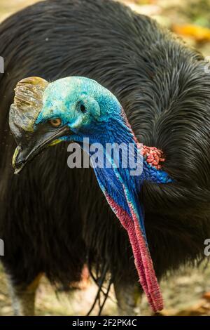 Der südliche Cassowary, Casuarius casuarius, ist ein großer, flugunser Vogel und der größte Vogel in Asien und Oceana. Reife Erwachsene haben ein großes, Keratin Stockfoto