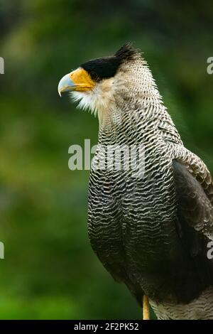 Die Caracara-Karakara, Caracara plancus, auch bekannt als Caracara-Karakara oder Carancho, ist ein Greifvogel in der Familie der Falconidae und ist Th Stockfoto