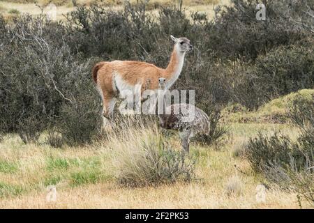 Darwins Rhea oder die Kleinen Rhea, Rhea pennata und ein Guanaco, Lama guanicoe, zusammen im Torres del Paine Nationalpark in Chile. Beide Tiere sind ein Stockfoto