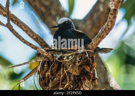 White-capped Noddy oder Black Noddy Terns, Anous minutus, nistet zu Tausenden auf Heron Island, Great Barrier Reef, Australien. Stockfoto